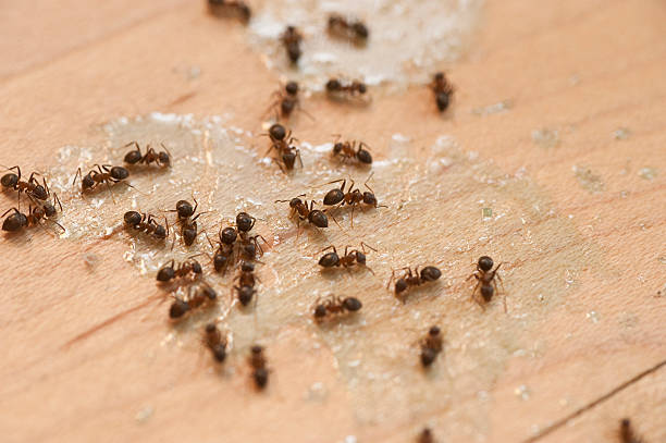 Best Best Pest Control Companies  in Cleona, PA